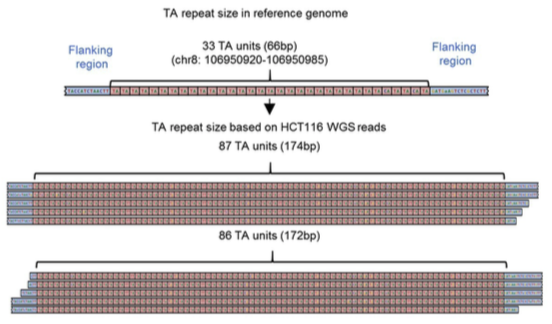 Repeat expansions confer WRN dependence in microsatellite-unstable cancers